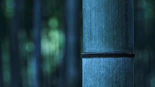 bamboo