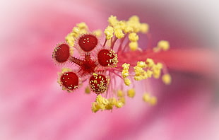 closeup photography of pink Hibiscus flower HD wallpaper