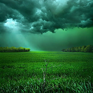 grass grass field, clouds, field, sunlight, storm