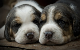two beagle puppies HD wallpaper
