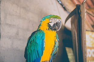 blue and yellow macaw HD wallpaper