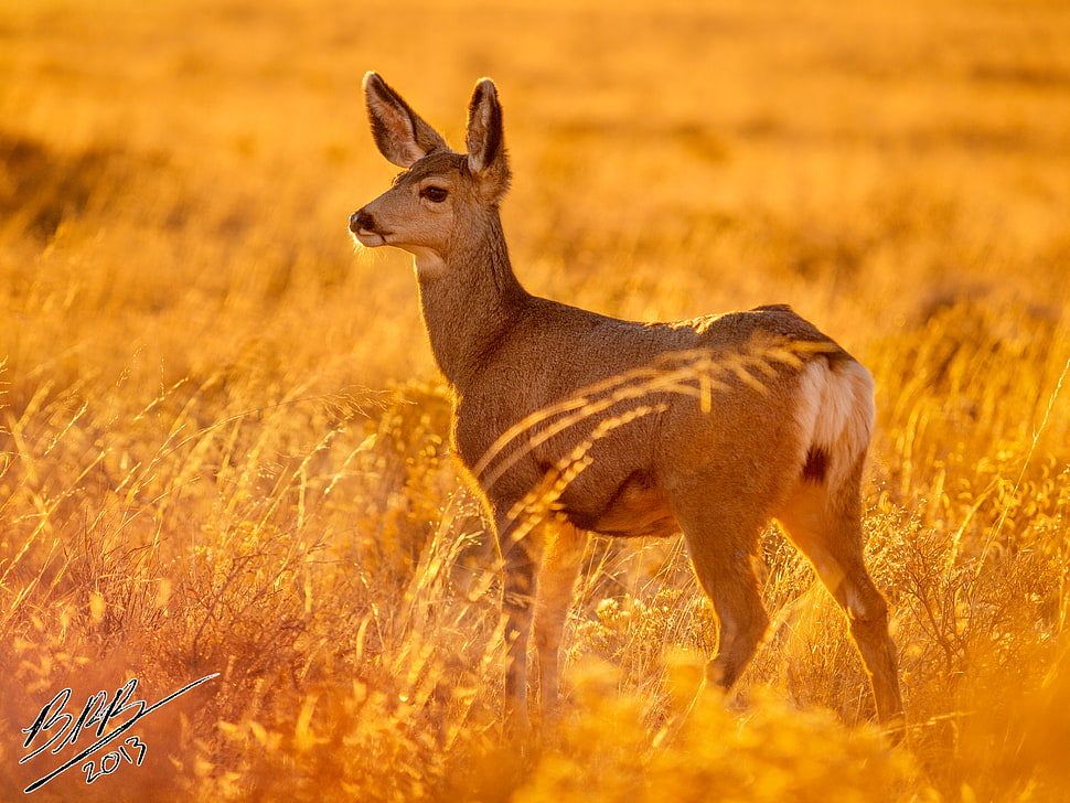 brown deer in forest during daytime, great sand dunes HD wallpaper