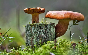 brown mushroom, mushroom HD wallpaper