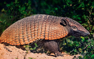 Armadillo eating plant during daytime HD wallpaper