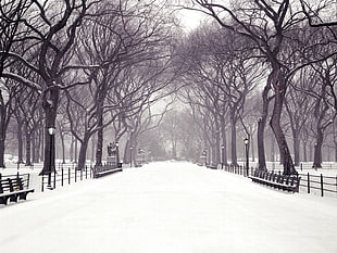 tress and post lights, winter, trees, park, snow HD wallpaper
