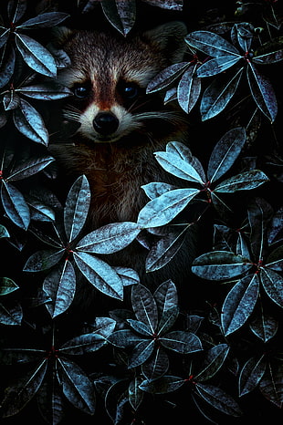 brown racoon, Raccoon, Leaves, Disguise