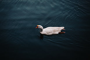 white goose swimming on water HD wallpaper