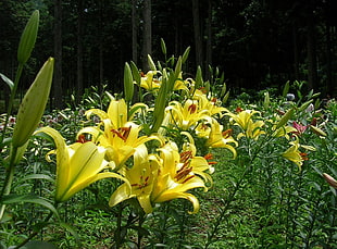 yellow-petaled flowers on bloom during daytime