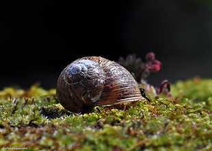 selective focus photography of brown snail