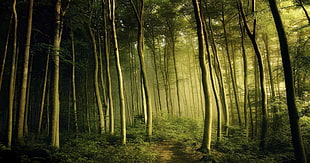 forest trees, nature, landscape, spring, mist HD wallpaper