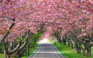 cherry blossom trees beside grey asphalt road