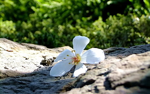 white petaled flower on brown rock HD wallpaper