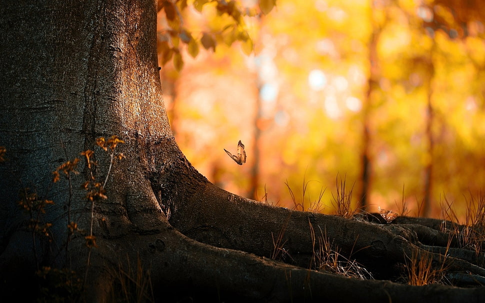 black and brown abstract painting, trees, butterfly, fall HD wallpaper