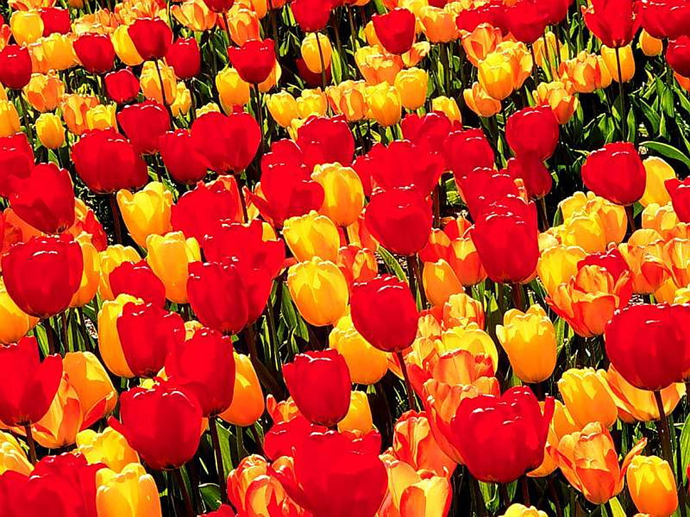 red and yellow tulips illustration wallpaper HD wallpaper