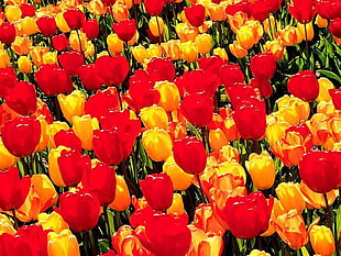 red and yellow tulips illustration wallpaper