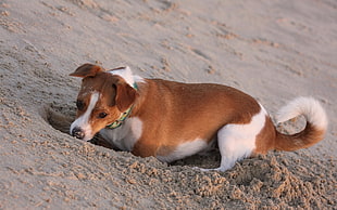 adult tan and white Jack Russell Terrier digging on gray sand during daytime close-up photo