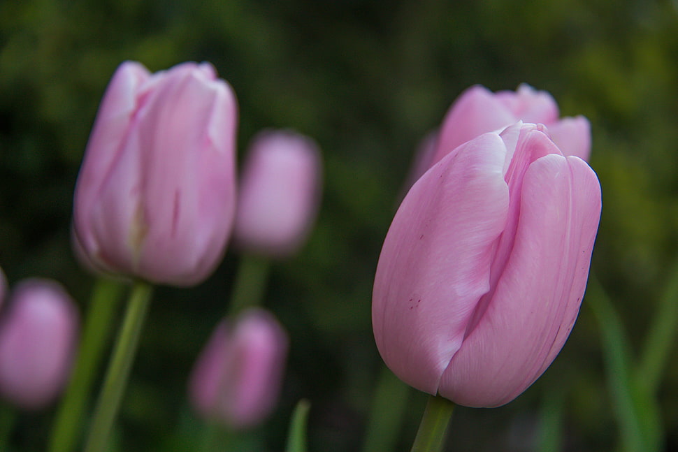 shallow focus photography of purple tulips flowers during daytime HD wallpaper