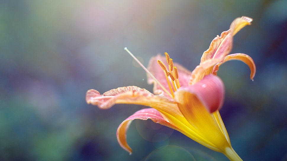 focus photography of yellow flower HD wallpaper