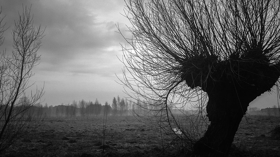 bare tree, willow trees, trees, mist, Poland HD wallpaper