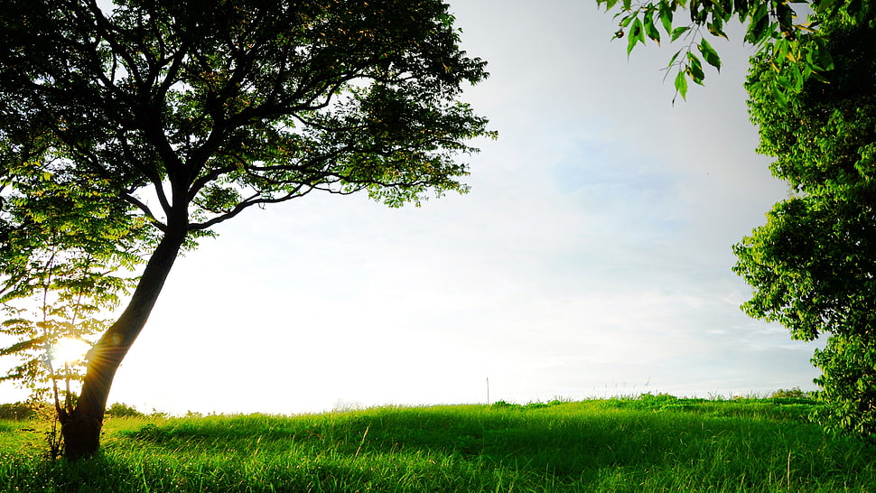 green field in between green tree under white and blue sky photography HD wallpaper