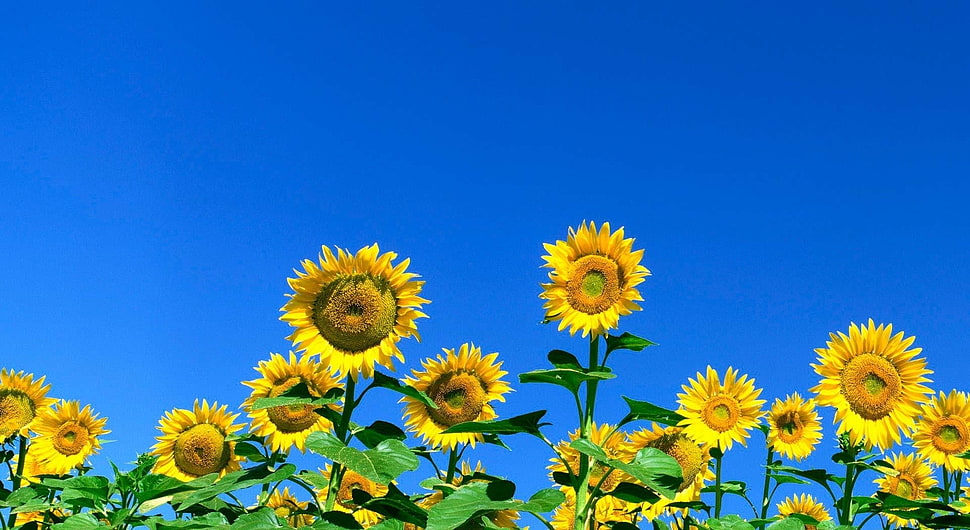sunflowers under blue sky during daytime HD wallpaper
