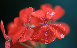 selective photo of red petaled flower
