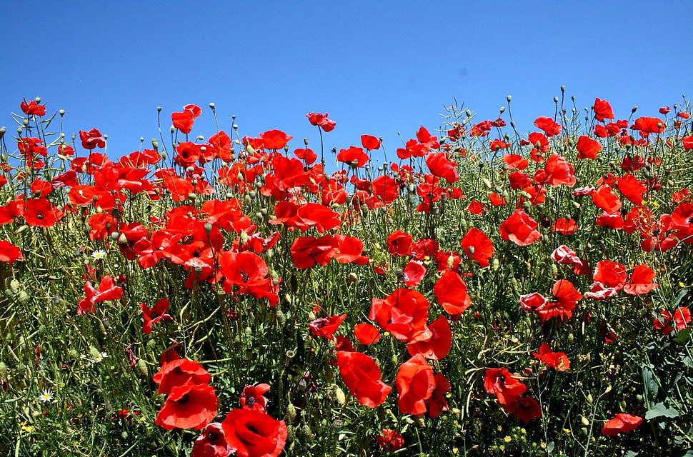 red Poppy field at daytime HD wallpaper