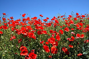 red Poppy field at daytime HD wallpaper