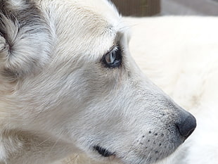 short-coated white dog close-up photo