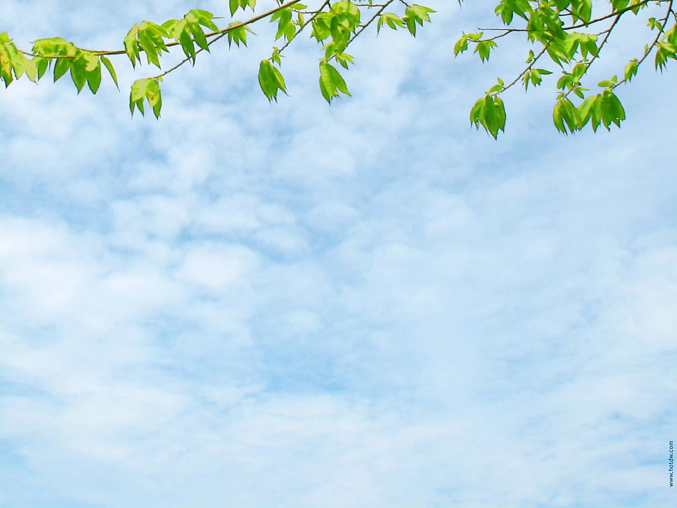 white clouds and blue sky HD wallpaper