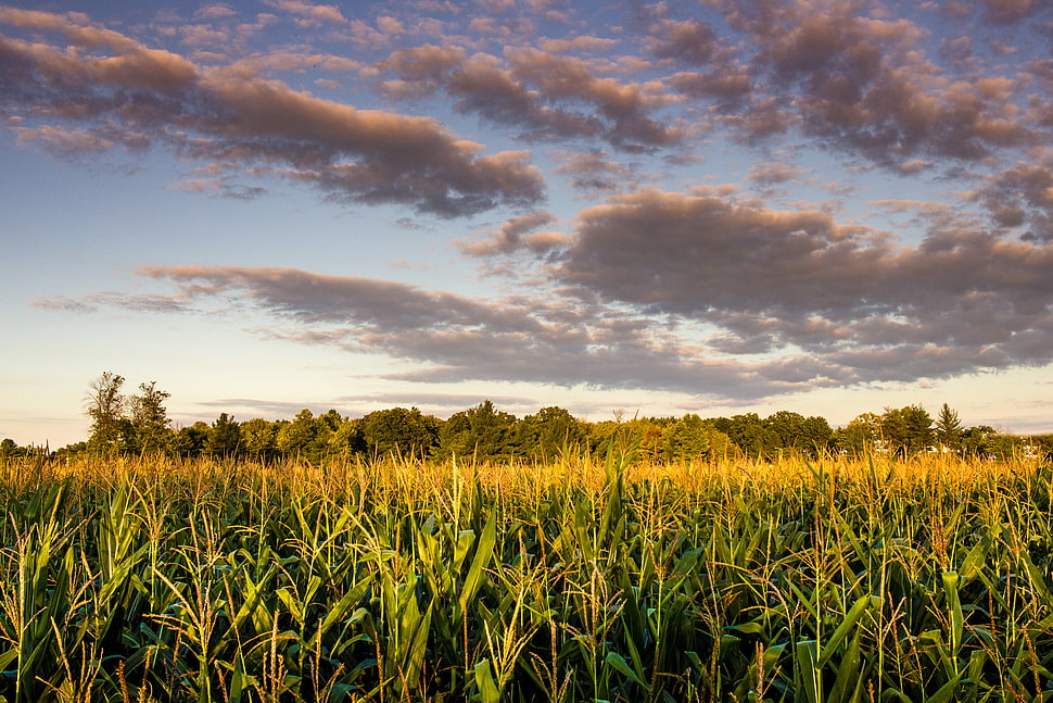 grain field under cloudy blue sky during daytime HD wallpaper