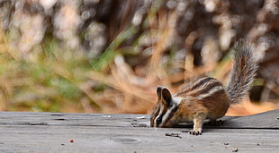 brown and black squirrel on black wooden panel, chipmunk