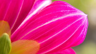 Petals,  Pink,  Flower,  Macro HD wallpaper