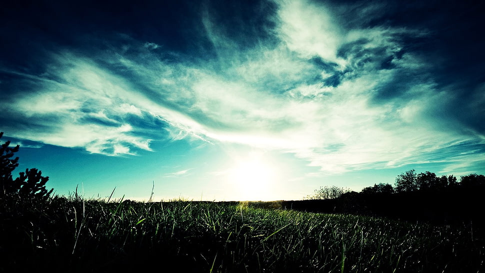 grass, nature HD wallpaper