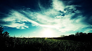 grass, nature HD wallpaper