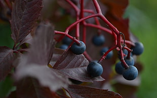 shallow focus photo of black berry