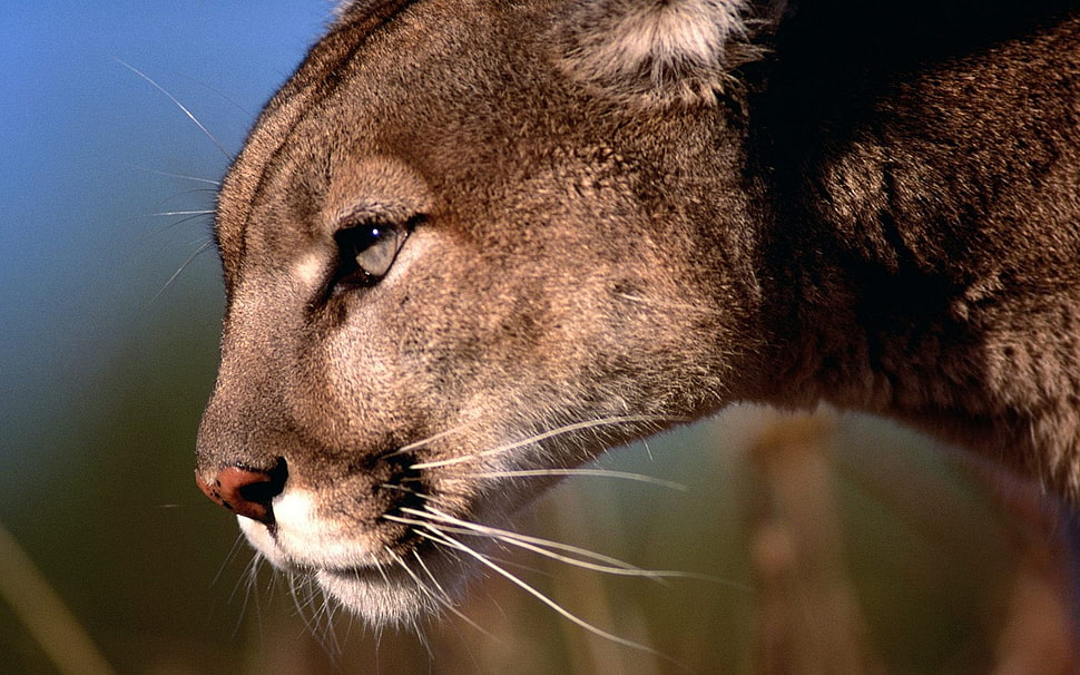 brown lioness HD wallpaper
