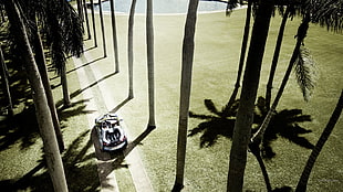 black and gray golf club, BMW i8, palm trees, car, BMW HD wallpaper