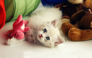 white kitten beside pink plush toy