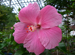 selective focus photography of pink Hibiscus flower HD wallpaper