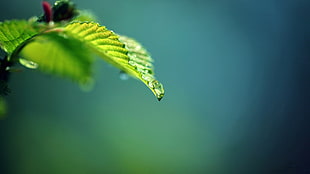 macro photography of green leaf plant
