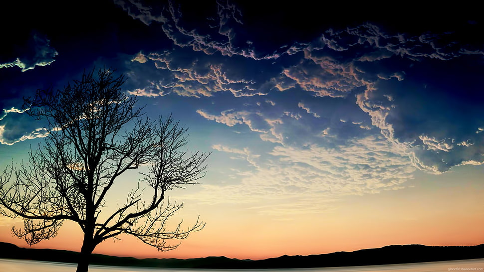 bare tree during sunrise, trees, clouds, landscape HD wallpaper