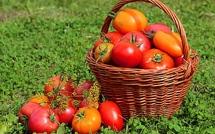 ripe tomato lot