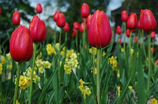 red tulips cluster during daytime HD wallpaper