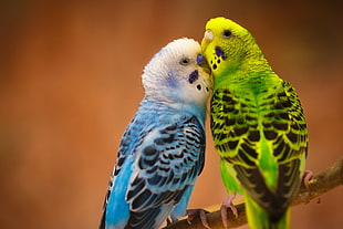 green and blue parakeet HD wallpaper