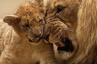 photo of brown lion and cub HD wallpaper
