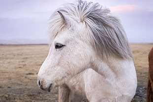 white and grey horse