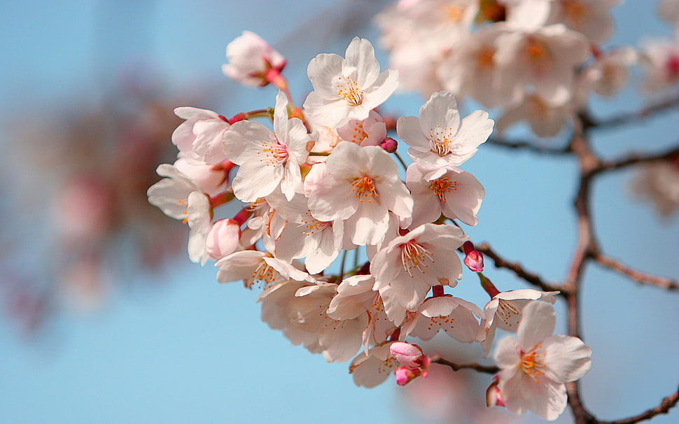 focus photography of white cherry blossoms HD wallpaper