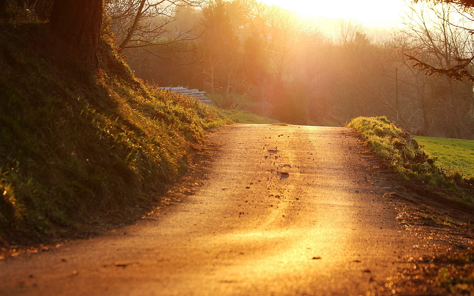 road beside trees painting HD wallpaper