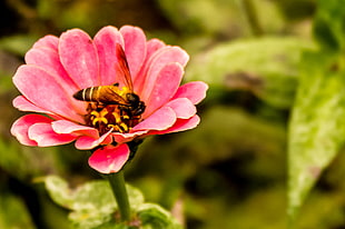 pink petaled flower, honey bee